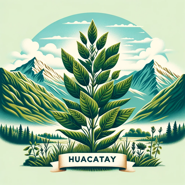 What You Should Know About Huacatay