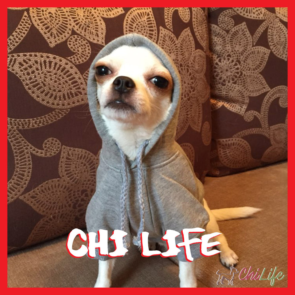 Comfy + Cozy Chihuahua Hoodies – ChiLife