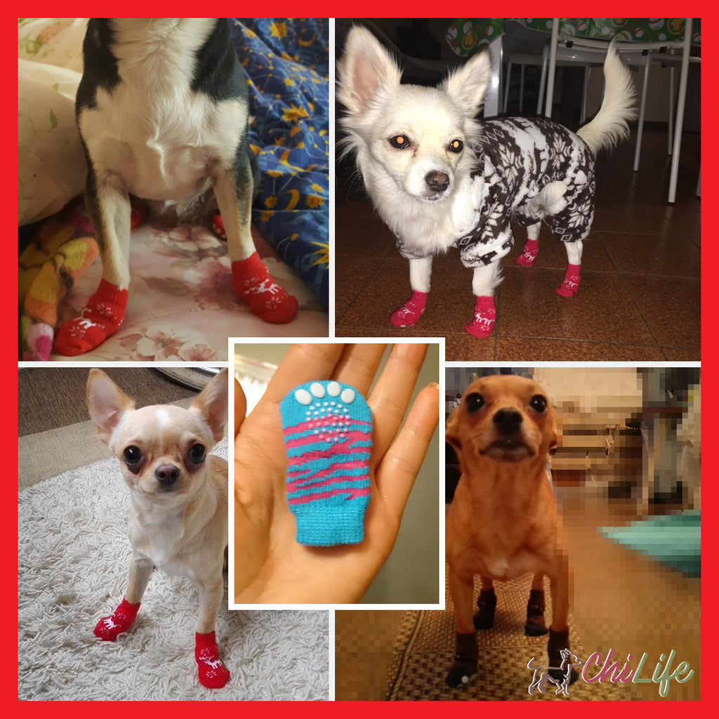 little dog socks