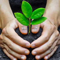 Hands planting a new tree.