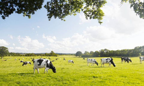 Irish grass fed cows