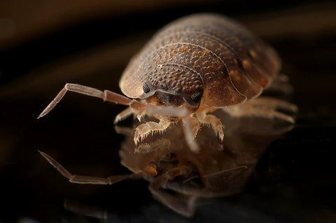 How Do You Spot Bed Bugs in Your Hotel Room