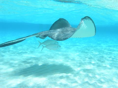 World’s Clearest Waters for Scuba Diving - Stingray with 2 fishes swimming on crystal clear water