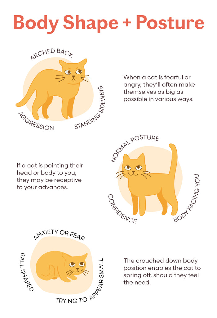 Feline Body Language: What Your Cat's Eyes Tell You About His