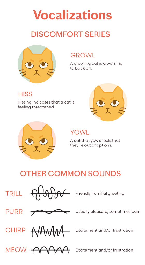 10 Cat Noises and Strange Sounds & What They Mean?