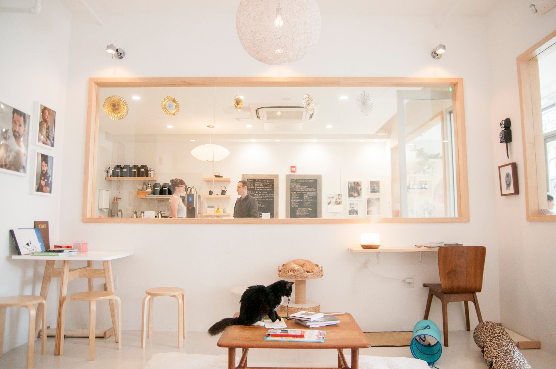 43 Top Pictures Black Cat Cafe San Francisco / KitTea Cat Cafe, San Francisco - Hayes Valley - Restaurant ...