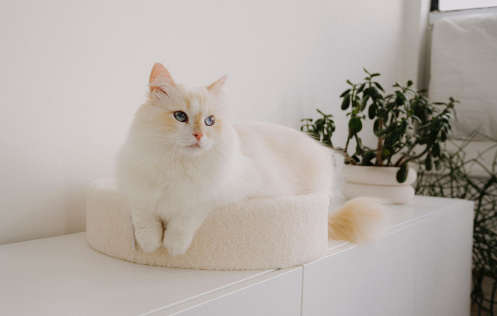 A white cat sits on a tuft + paw Kip Cat Cushion