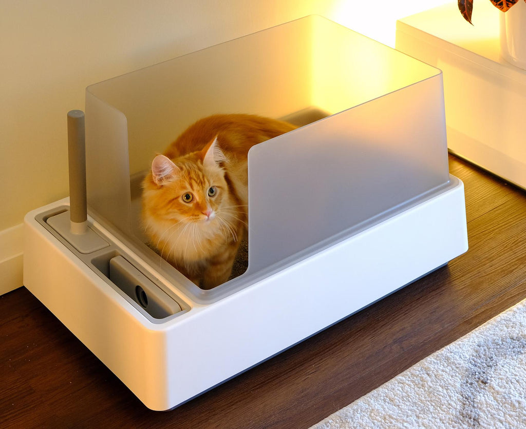 The 15 Best Cat Litter Boxes of 2024, Tested and Reviewed