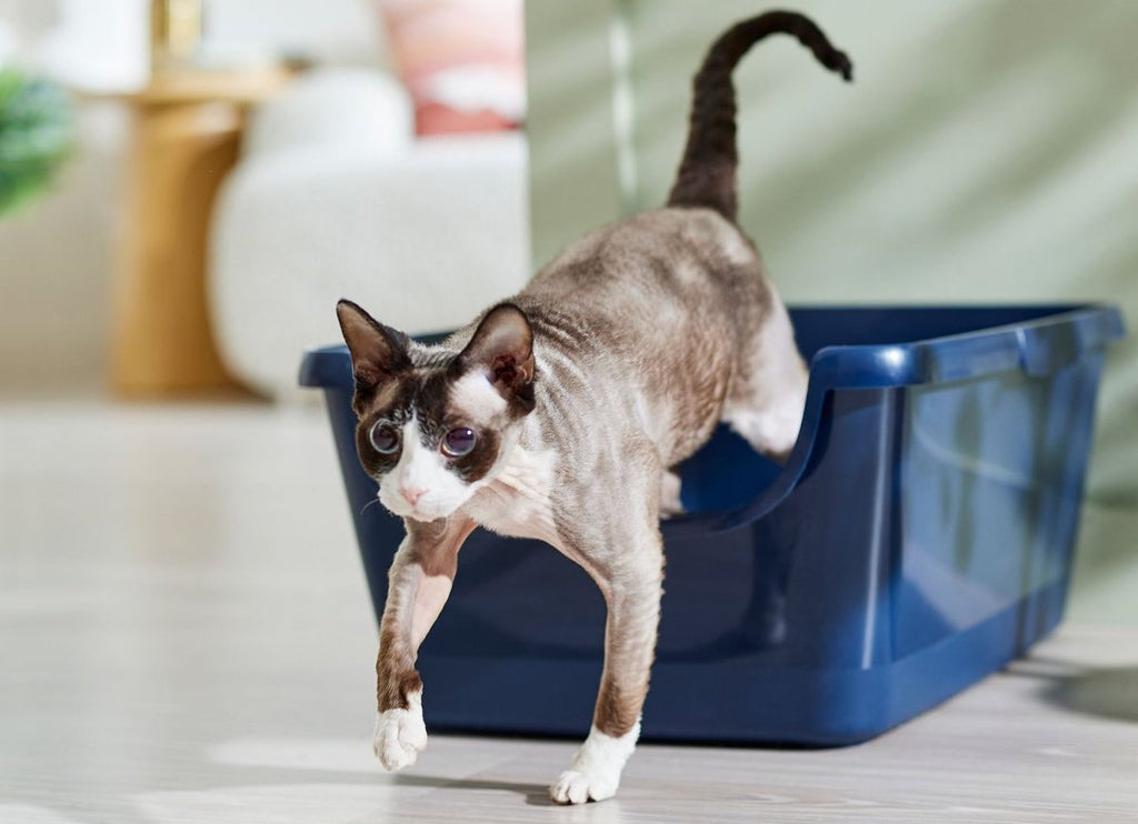 Frisco XL High Sided Cat Litter Box