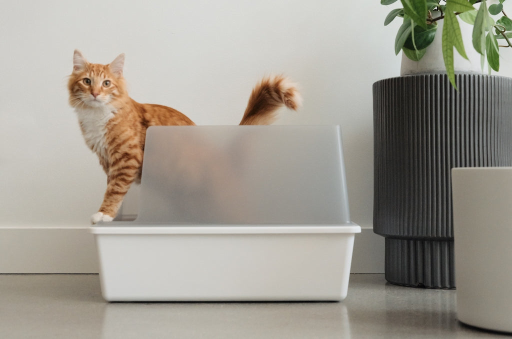 Cubby litter box by tuft + paw