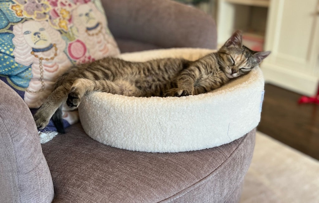 A kitten sleeping in a Kip Modern Cat Bed by tuft + paw