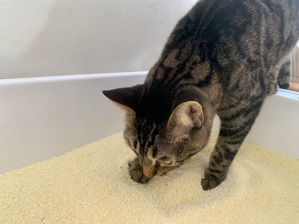 Cat stepping into a tuft + paw Cove Litter Box filled with Sustainably Yours Cat Litter