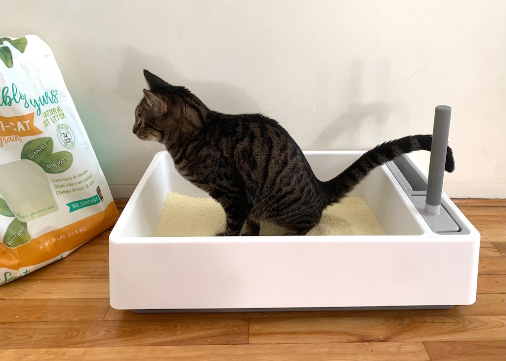 A cat peeing in a tuft + paw Cove Modern Litter Box filled with Sustainably Yours Cat Litter