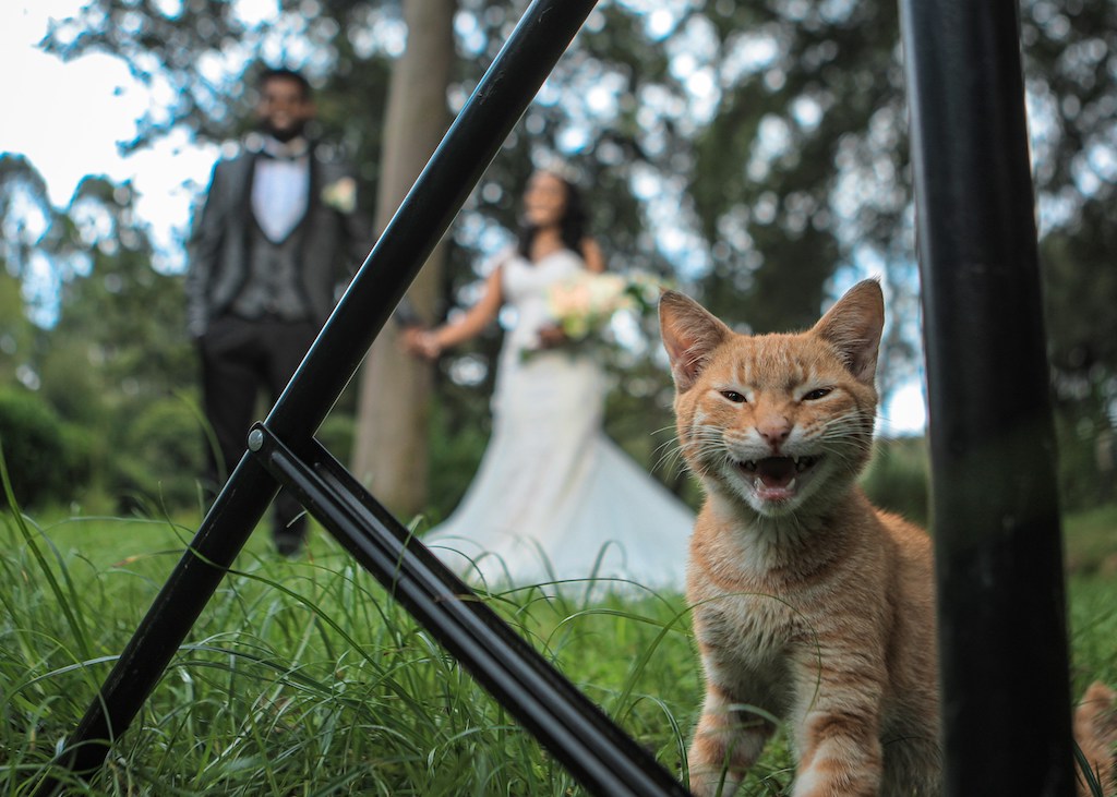 Orange tabby kitten with a bride in the background