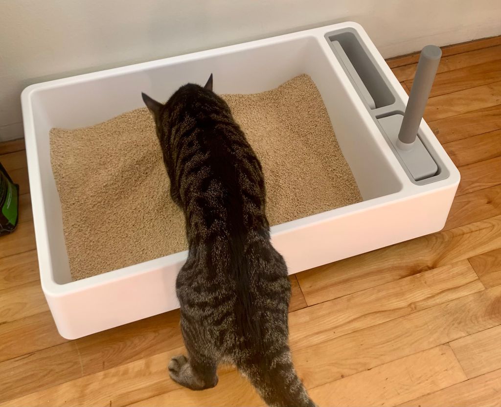 8 Best Cat Litter Mats of 2024 - Reviewed