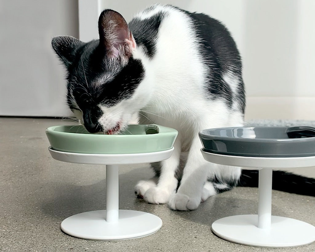 Cat eating out of a Dock Bowl and Stand by tuft + paw