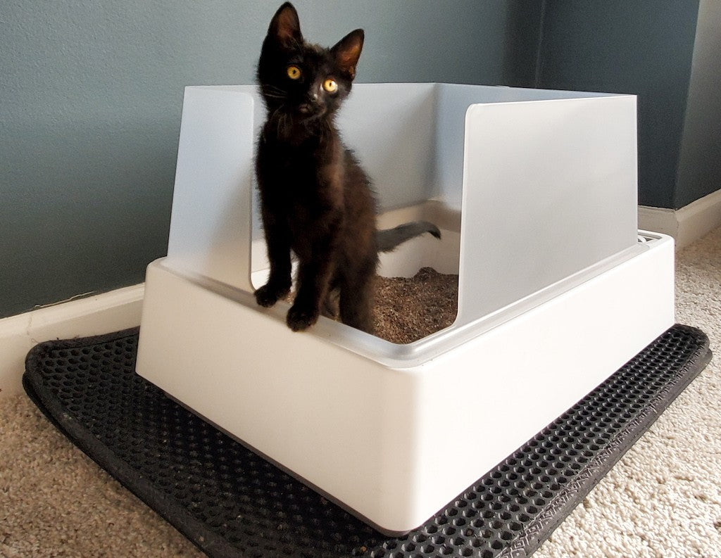 How To Train a Kitten To Use a Litter Box – Furtropolis