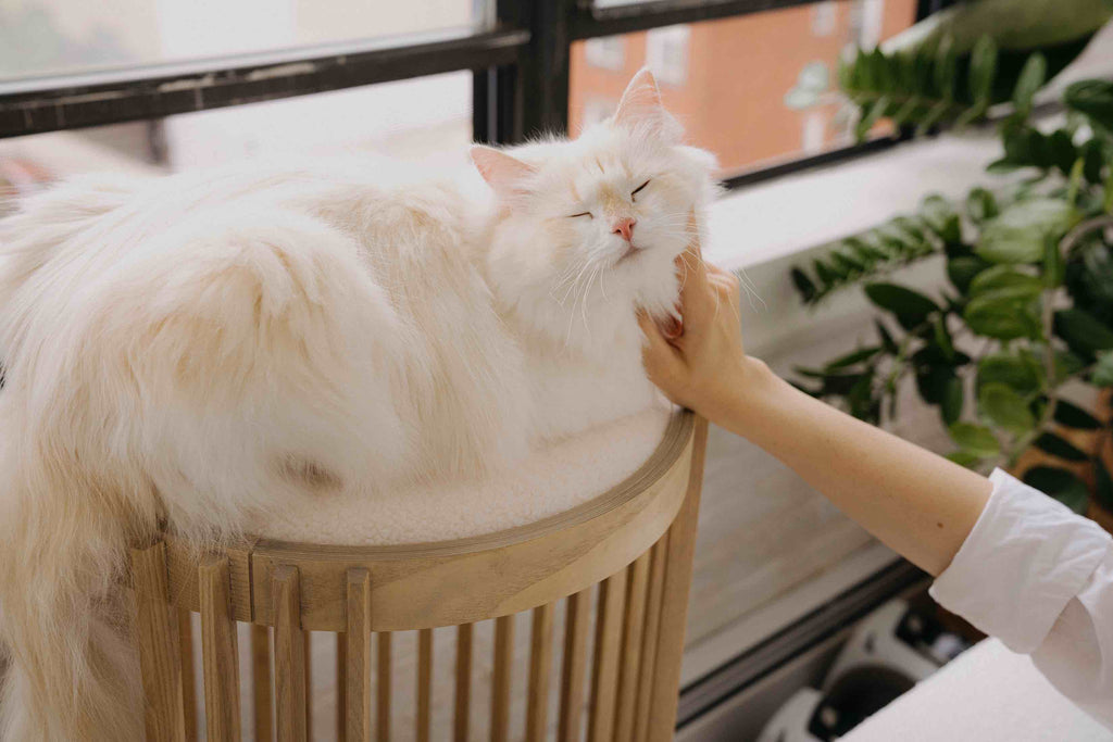 White cat being pet on a tuft + paw Grove Modern Cat Tower