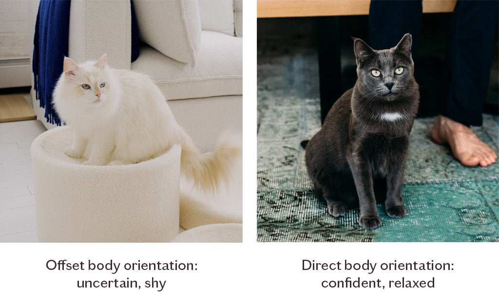 Cat Body Orientation