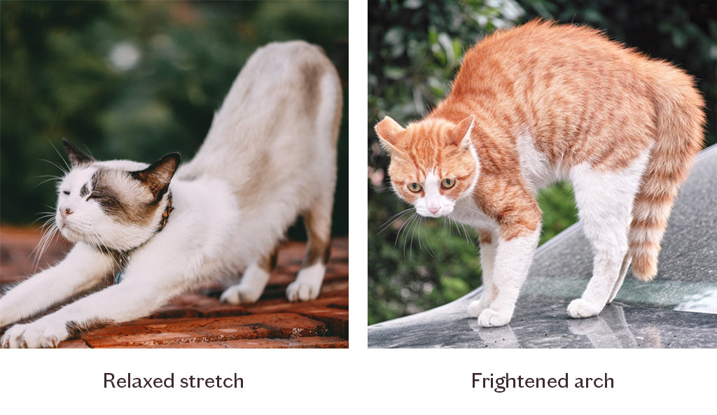 cat stretch vs arch