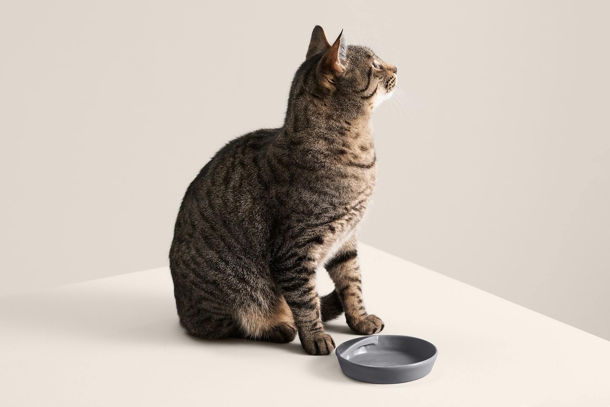 Lipped Dock Bowl - tuft  paw product image