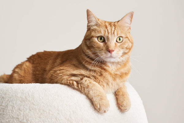 Puff Modern Cat Bed – Tuft + Paw