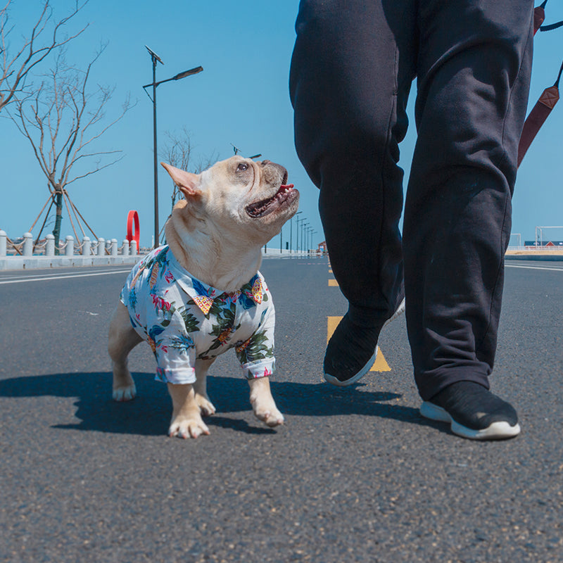 hawaiian shirt for french bulldog