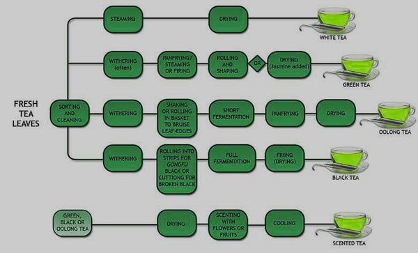 Tea Processing Flow Chart Green Tea Oolong and Black Tea 