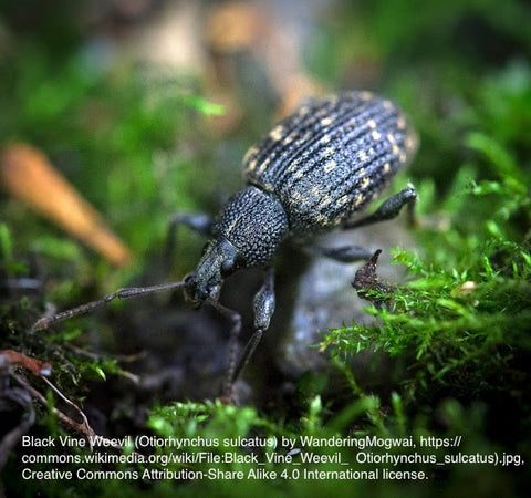 Black Vine Weevil