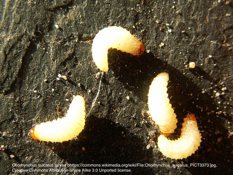 Black Vine Weevil larvae