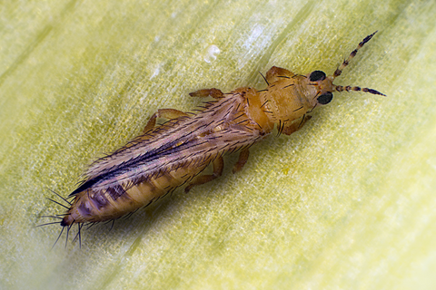 Thrips Control  Sound Horticulture