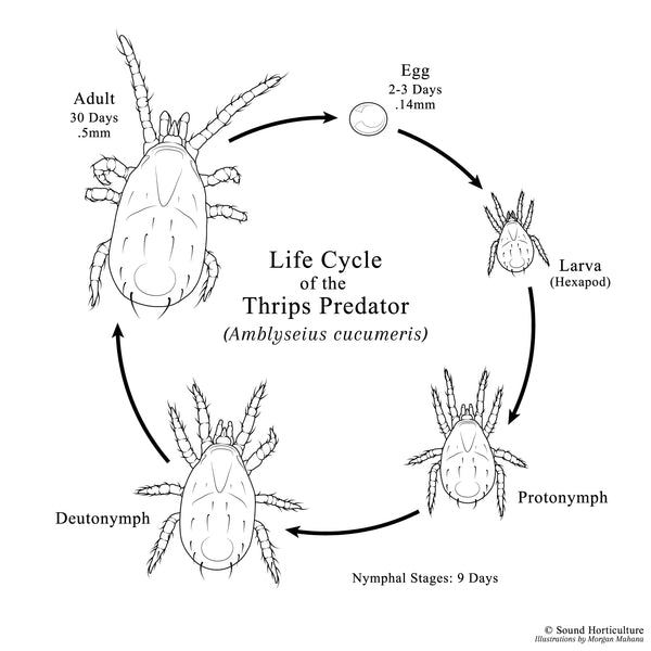 Amblyseius (Neoseiulus) cucumeris – Sound Horticulture