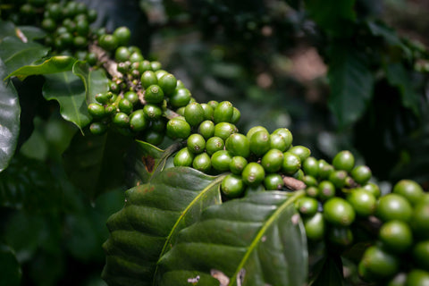 Antioxidants Green Coffee Tree