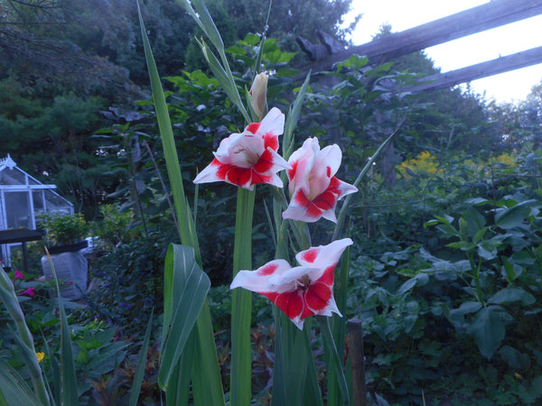 Semillas de gladiolo-mariposa (orgánicas) - Canadian Organic Seed Company