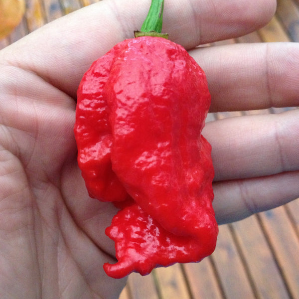 growing carolina reaper seeds