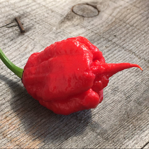 carolina reaper pepper seeds