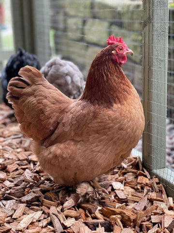 Dandy's Chicken Coop Chips | Image by @willowrosecoggins Instagram.