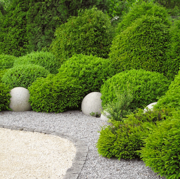Shrubs and trees in border