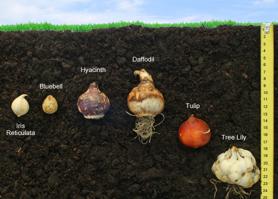 Bulb Planting