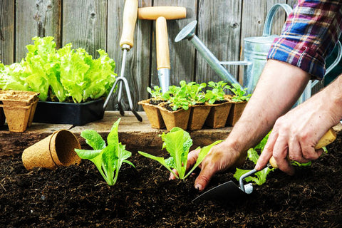 Dandy's VegeGrow Topsoil