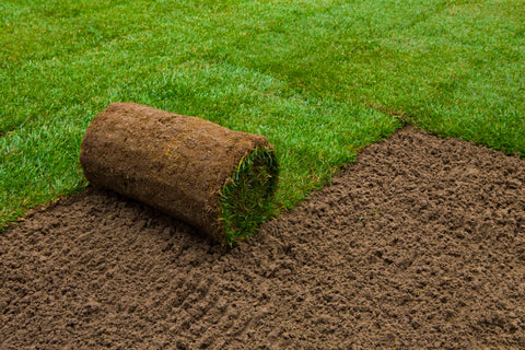 Lawn turf with Dandy's Topsoil