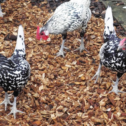 Dandy's Chicken Coop Chips