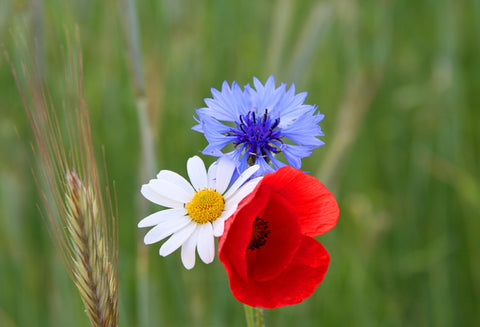 Dandy's WildFlowerSeed