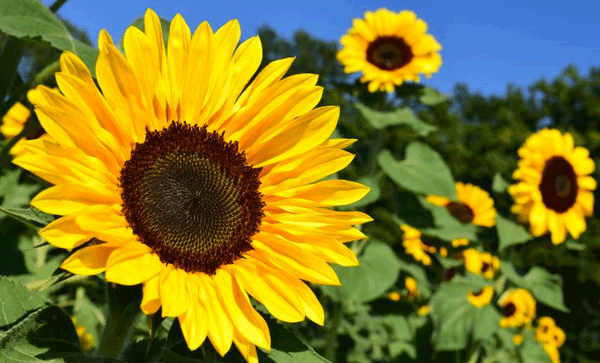 Dandy's Sunflowers