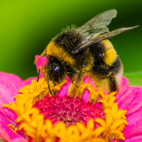 Dandy's Bee Dandy Wild Flower Mix