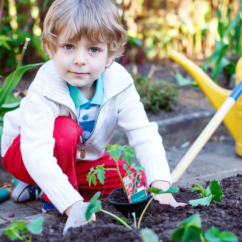 Dandy's Veg Growing for kids