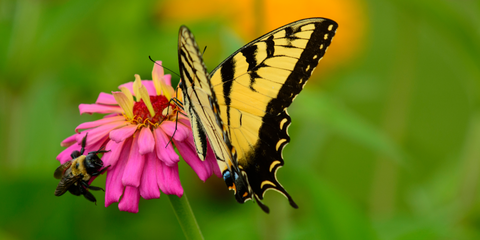 Bee and Butterfly Friendly flower Seed by Dandy's.