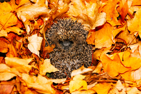 Hedgehogs in leaves | Dandy's Autumn Blog