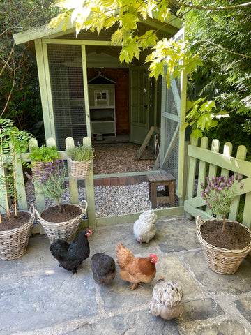 Dandy's Chicken Coop Chips | Image by @willowrosecoggins Instagram.