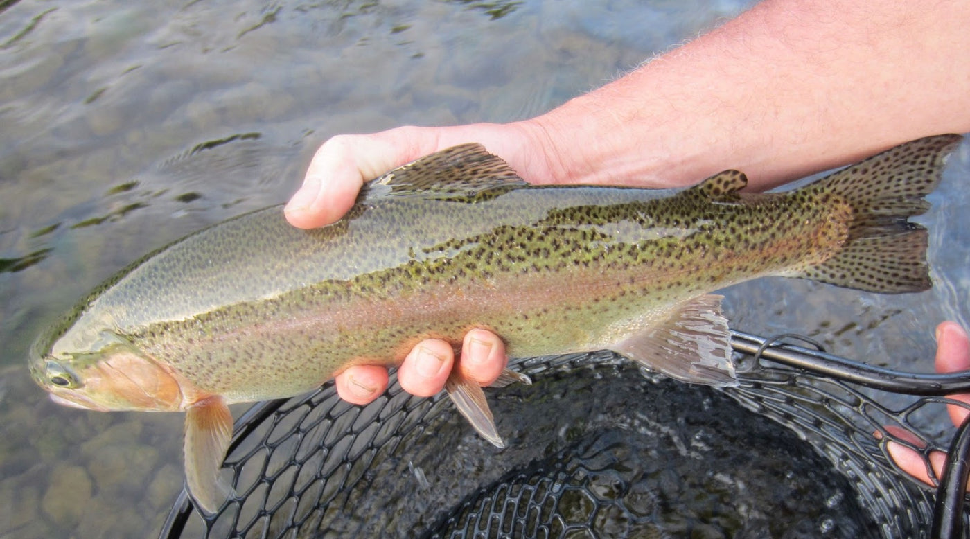 East Branch Croton River Hatch Chart